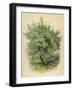 Plum Tree-null-Framed Art Print