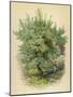 Wood Mount