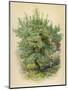 Wood Mount