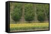 Plum Trees with Sunflowers in Foreground-null-Framed Stretched Canvas