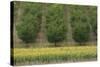 Plum Trees with Sunflowers in Foreground-null-Stretched Canvas