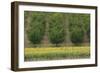 Plum Trees with Sunflowers in Foreground-null-Framed Photographic Print