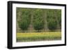 Plum Trees with Sunflowers in Foreground-null-Framed Photographic Print