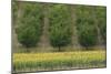 Plum Trees with Sunflowers in Foreground-null-Mounted Photographic Print