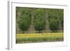 Plum Trees with Sunflowers in Foreground-null-Framed Photographic Print