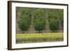 Plum Trees with Sunflowers in Foreground-null-Framed Photographic Print