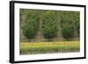 Plum Trees with Sunflowers in Foreground-null-Framed Photographic Print