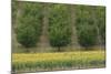 Plum Trees with Sunflowers in Foreground-null-Mounted Photographic Print