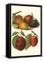 Plum Varieties I-John Wright-Framed Stretched Canvas