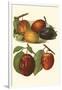 Plum Varieties I-John Wright-Framed Art Print