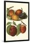 Plum Varieties I-John Wright-Framed Art Print