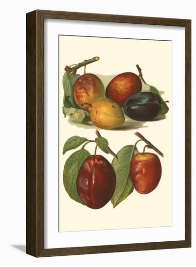 Plum Varieties I-John Wright-Framed Art Print