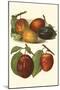 Plum Varieties I-John Wright-Mounted Art Print