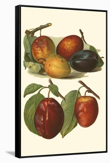Plum Varieties I-John Wright-Framed Stretched Canvas