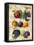 Plum-Kate Ward Thacker-Framed Stretched Canvas