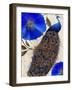 Plumage I-null-Framed Giclee Print