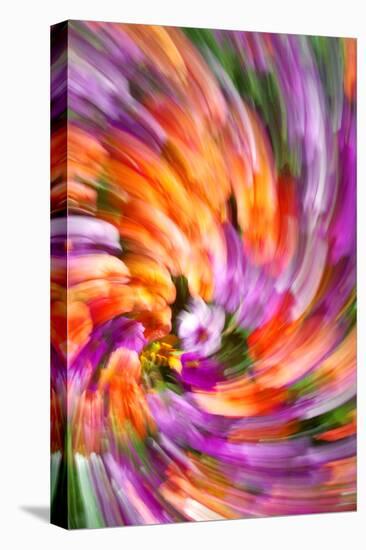 Plumage of Flowers-Douglas Taylor-Stretched Canvas