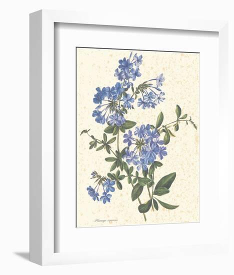 Plumago Capensis-null-Framed Art Print