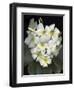 Plumaria-Susan S. Barmon-Framed Giclee Print