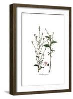 Plumbago Europaea, Flora Graeca-Ferdinand Bauer-Framed Giclee Print