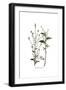 Plumbago Europaea, Flora Graeca-Ferdinand Bauer-Framed Giclee Print