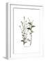 Plumbago Europaea, Flora Graeca-Ferdinand Bauer-Framed Giclee Print