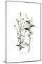 Plumbago Europaea, Flora Graeca-Ferdinand Bauer-Mounted Giclee Print