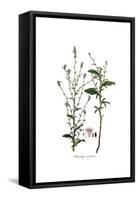 Plumbago Europaea, Flora Graeca-Ferdinand Bauer-Framed Stretched Canvas