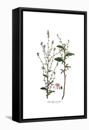 Plumbago Europaea, Flora Graeca-Ferdinand Bauer-Framed Stretched Canvas