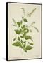 Plumbago Zeylanica Linn, 1800-10-null-Framed Stretched Canvas