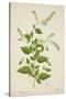Plumbago Zeylanica Linn, 1800-10-null-Stretched Canvas