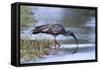 Plumberous Ibis-Hal Beral-Framed Stretched Canvas