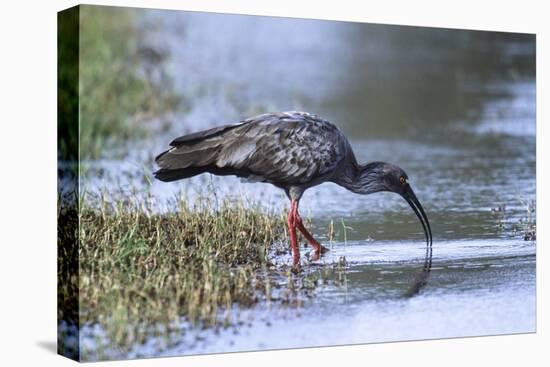 Plumberous Ibis-Hal Beral-Stretched Canvas