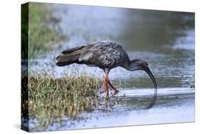 Plumberous Ibis-Hal Beral-Stretched Canvas