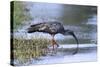 Plumberous Ibis-Hal Beral-Stretched Canvas