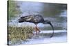 Plumberous Ibis-Hal Beral-Stretched Canvas