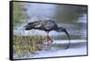 Plumberous Ibis-Hal Beral-Framed Stretched Canvas