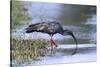 Plumberous Ibis-Hal Beral-Stretched Canvas