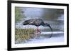 Plumberous Ibis-Hal Beral-Framed Photographic Print