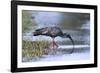 Plumberous Ibis-Hal Beral-Framed Photographic Print