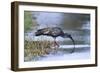 Plumberous Ibis-Hal Beral-Framed Photographic Print