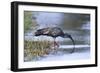 Plumberous Ibis-Hal Beral-Framed Photographic Print