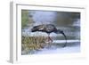 Plumberous Ibis-Hal Beral-Framed Photographic Print