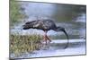 Plumberous Ibis-Hal Beral-Mounted Photographic Print