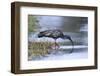 Plumberous Ibis-Hal Beral-Framed Photographic Print