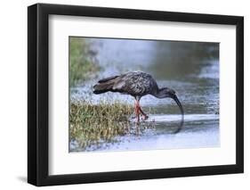 Plumberous Ibis-Hal Beral-Framed Photographic Print