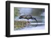 Plumberous Ibis-Hal Beral-Framed Photographic Print