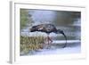 Plumberous Ibis-Hal Beral-Framed Photographic Print