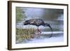 Plumberous Ibis-Hal Beral-Framed Photographic Print