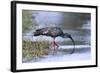 Plumberous Ibis-Hal Beral-Framed Photographic Print